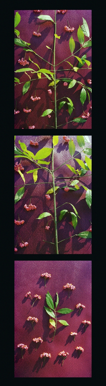 Flore d'automne - Fusain