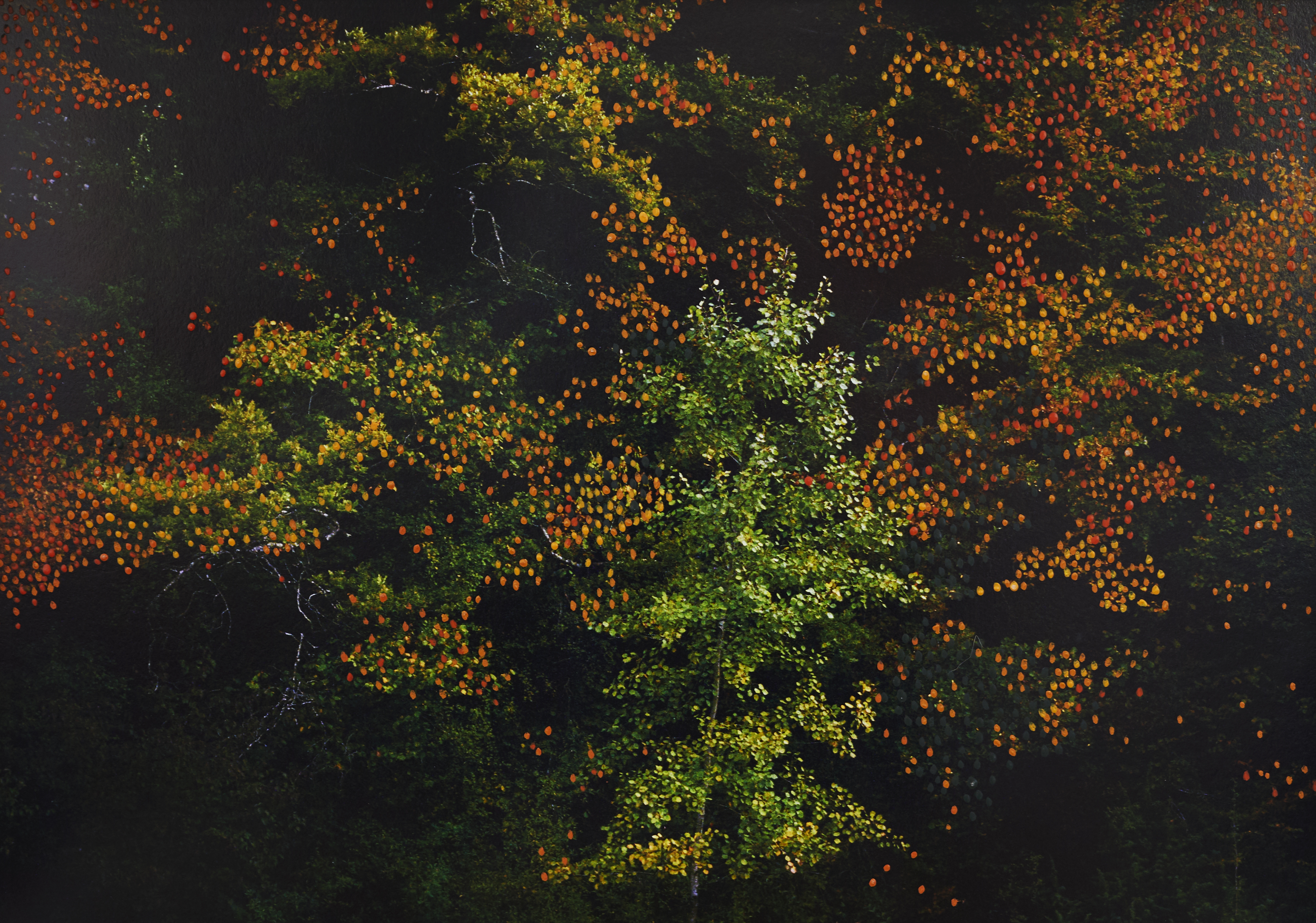 Forêts d'automne orange 2