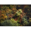 Forêts d'automne orange 3