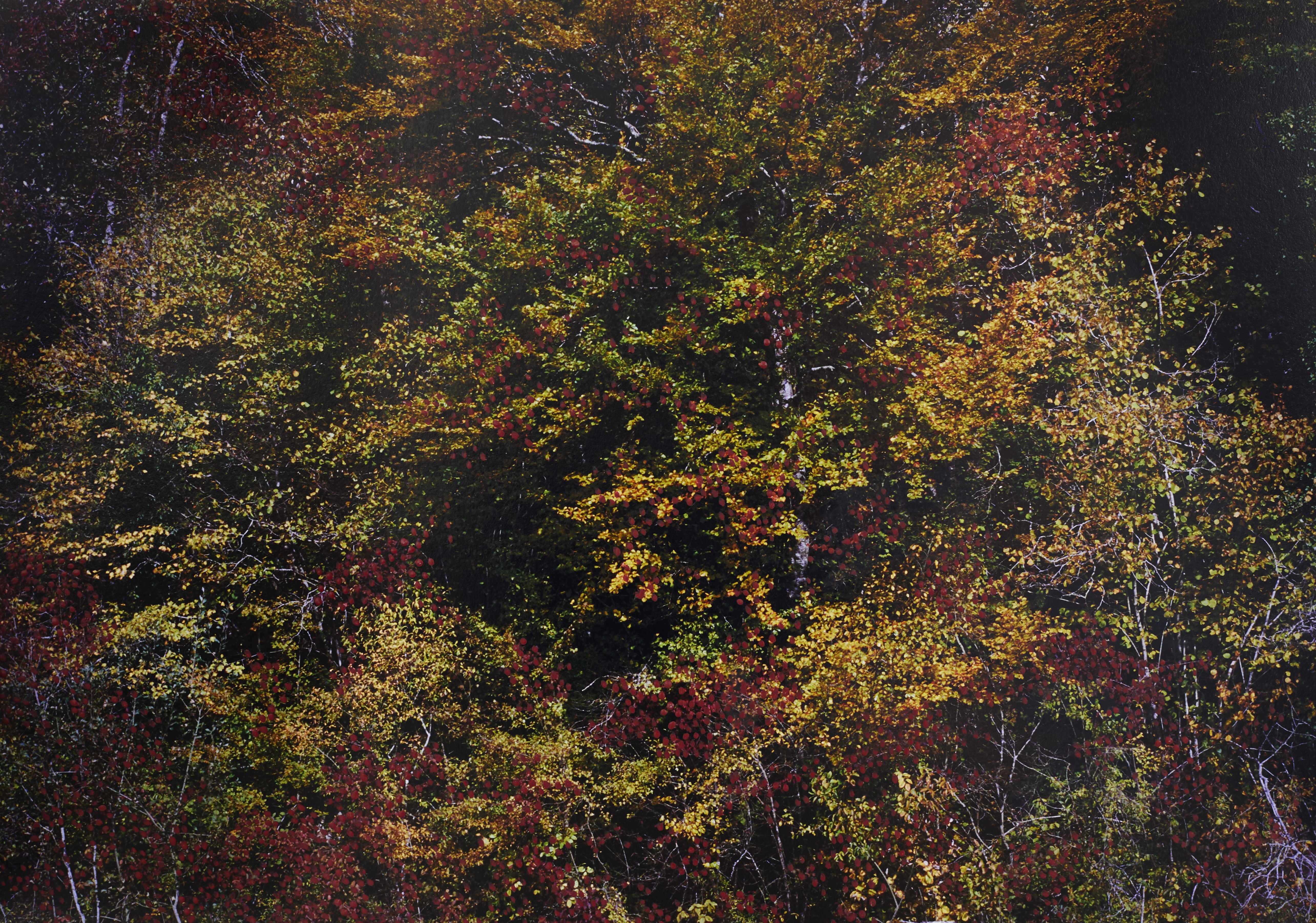 Forêts d'automne rouge 1