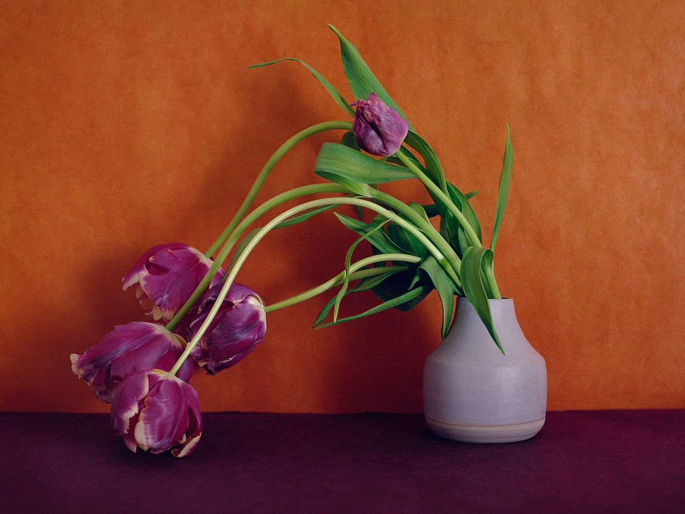 Bouquet, Tulipes Perroquets