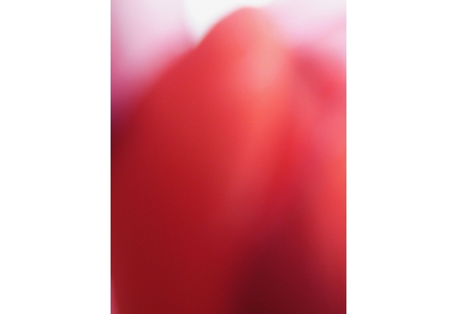 Photodiaprure Rouge rose